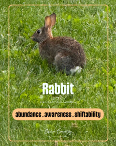 Rabbit Spirit Animal