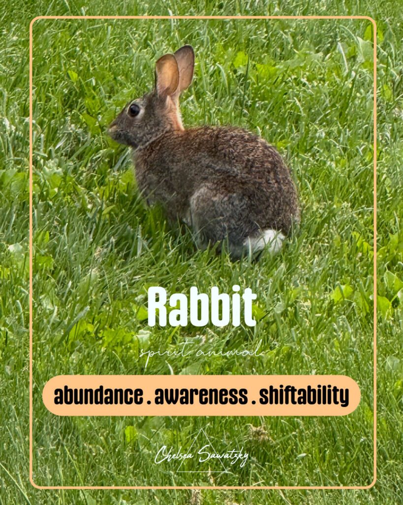 Rabbit Spirit Animal