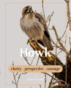 Hawk Spiritual Meaning