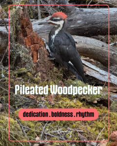 Pileated Woodpecker Spiritual Meaning