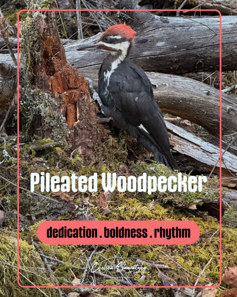 Pileated Woodpecker Spiritual Meaning